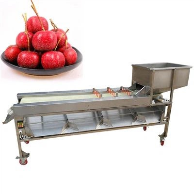 Linha de classificação de tomate